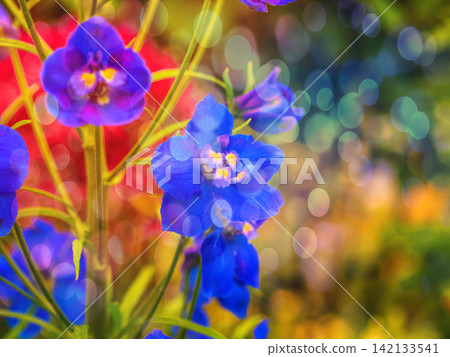Brilliant pansy Brilliant pansy 142133541