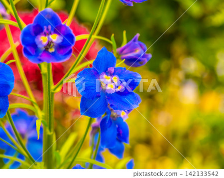 Blue pansy Blue pansy 142133542