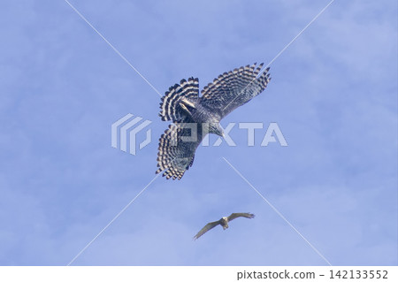 A mountain hawk being mobbed by a grey-faced buzzard. A mountain hawk being mobbed by a grey-faced buzzard. 142133552