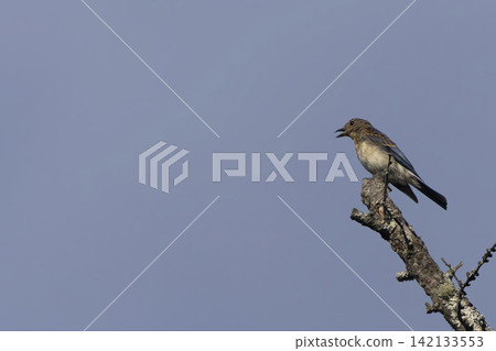 A young Asian Brown Flycatcher perched on a dead larch branch. A young Asian Brown Flycatcher perched on a dead larch branch. 142133553