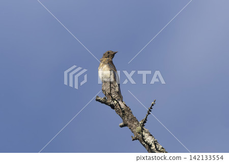 A young Asian Brown Flycatcher perched on a dead larch branch. A young Asian Brown Flycatcher perched on a dead larch branch. 142133554