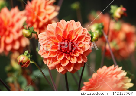 Dahlias bloom, carried on the autumn breeze, creating a sea of flowers. Dahlias bloom, carried on the autumn breeze, creating a sea of flowers. 142133707