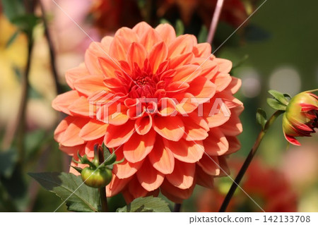 The village flowers bloom in the autumn breeze. The village flowers bloom in the autumn breeze. 142133708