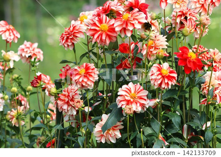 Laughter in the dahlia village on a clear autumn day 142133709