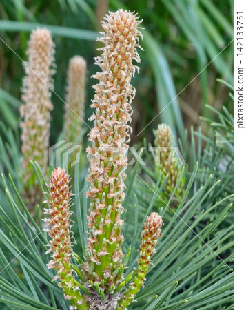 Fresh Pine Candles Emerging Among Evergreen Needles Fresh Pine Candles Emerging Among Evergreen Needles 142133751