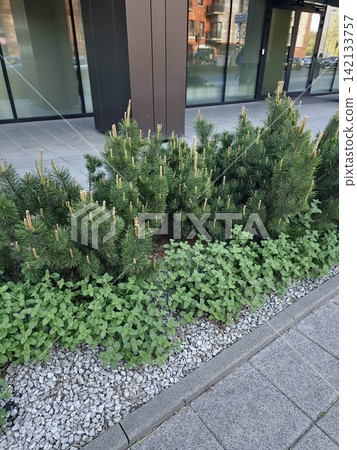 Modern Urban Planting Bed with Dwarf Pine and Catmint Modern Urban Planting Bed with Dwarf Pine and Catmint 142133757