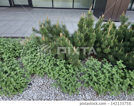 Dwarf Pine and Catmint in Decorative Gravel Urban Garden Dwarf Pine and Catmint in Decorative Gravel Urban Garden 142133758
