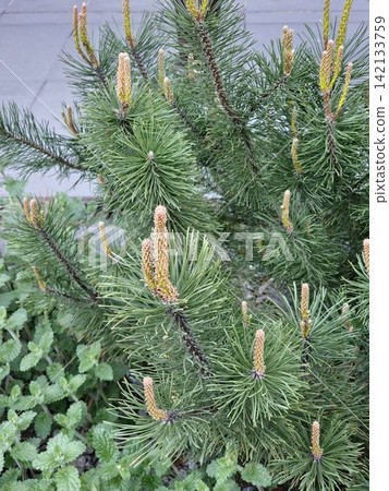 Spring New Growth on Compact Pine Shrub Spring New Growth on Compact Pine Shrub 142133759