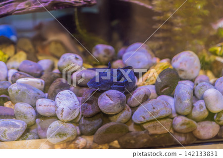 Several axolotls rest and swim among stones in freshwater aquarium, showing endangered species, amphibian biology and conservation education concept Several axolotls rest and swim among stones in freshwater aquarium, showing endangered species, amphibian biology and conservation education concept 142133831