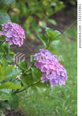 A rainy season scene with hydrangeas in a variety of colors in bloom. A rainy season scene with hydrangeas in a variety of colors in bloom. 142133901