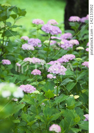 A rainy season scene with hydrangeas in a variety of colors in bloom. 142133902