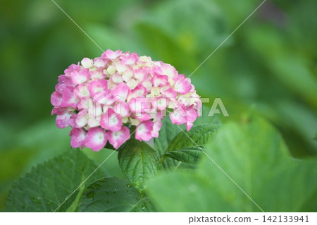 A rainy season scene with hydrangeas in a variety of colors in bloom. A rainy season scene with hydrangeas in a variety of colors in bloom. 142133941