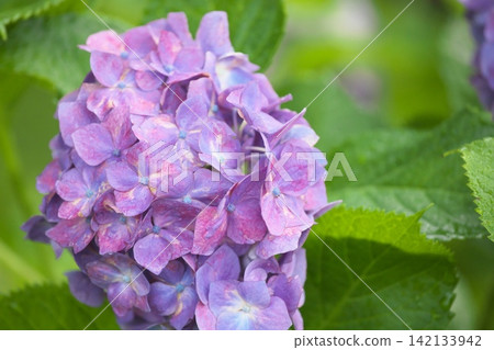 A rainy season scene with hydrangeas in a variety of colors in bloom. A rainy season scene with hydrangeas in a variety of colors in bloom. 142133942