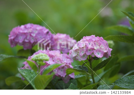 A rainy season scene with hydrangeas in a variety of colors in bloom. A rainy season scene with hydrangeas in a variety of colors in bloom. 142133984
