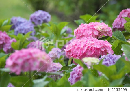 雨季景色,各種顏色的繡球花盛開。 雨季景色,各種顏色的繡球花盛開。 142133999