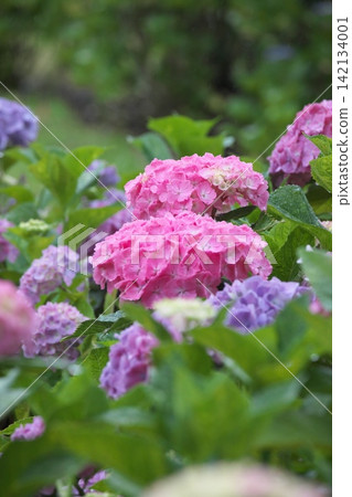 A rainy season scene with hydrangeas in a variety of colors in bloom. A rainy season scene with hydrangeas in a variety of colors in bloom. 142134001