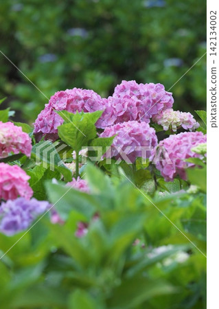A rainy season scene with hydrangeas in a variety of colors in bloom. A rainy season scene with hydrangeas in a variety of colors in bloom. 142134002