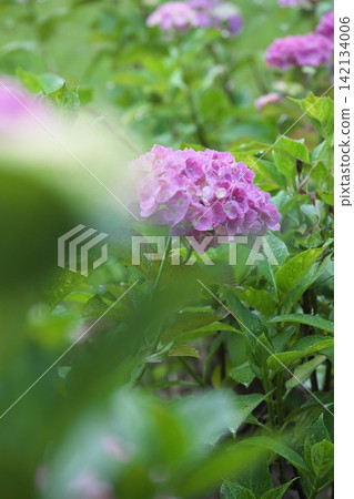 雨季景色,各種顏色的繡球花盛開。 雨季景色,各種顏色的繡球花盛開。 142134006