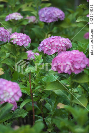 A rainy season scene with hydrangeas in a variety of colors in bloom. A rainy season scene with hydrangeas in a variety of colors in bloom. 142134081