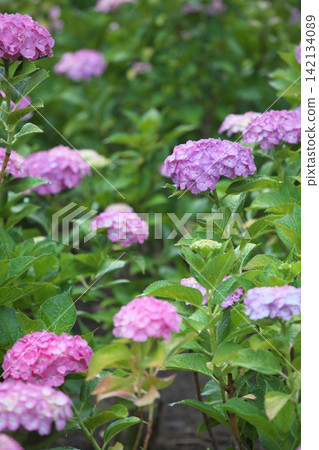 A rainy season scene with hydrangeas in a variety of colors in bloom. A rainy season scene with hydrangeas in a variety of colors in bloom. 142134089