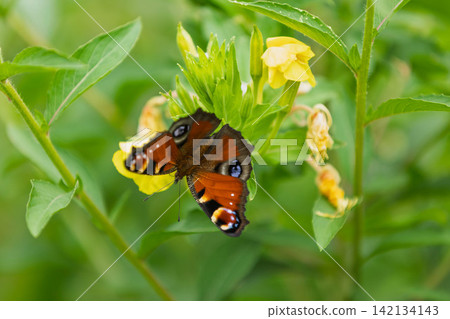 Peacock butterfly resting on a flower Peacock butterfly resting on a flower 142134143