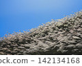 Miscanthus 142134168