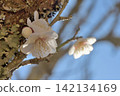 plum	 142134169