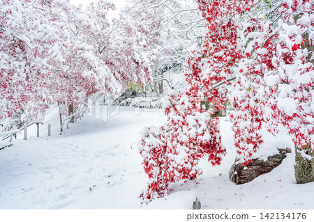 札幌市天神山綠地,白雪皚皚的野村楓樹 札幌市天神山綠地,白雪皚皚的野村楓樹 142134176
