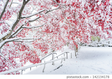 札幌市天神山綠地,白雪皚皚的野村楓樹 札幌市天神山綠地,白雪皚皚的野村楓樹 142134178