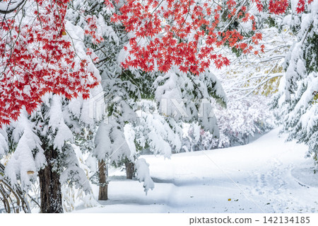 札幌市天神山綠地,白雪皚皚的野村楓樹 札幌市天神山綠地,白雪皚皚的野村楓樹 142134185