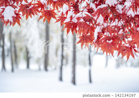 札幌市天神山綠地,白雪皚皚的野村楓樹 札幌市天神山綠地,白雪皚皚的野村楓樹 142134197