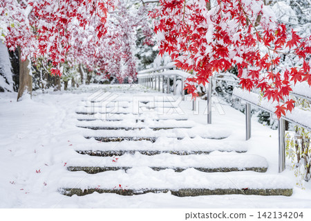 札幌市天神山綠地,白雪皚皚的野村楓樹 札幌市天神山綠地,白雪皚皚的野村楓樹 142134204