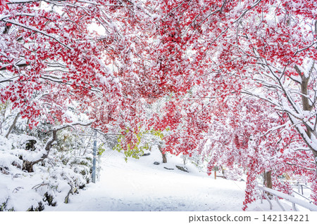 札幌市天神山綠地,白雪皚皚的野村楓樹 札幌市天神山綠地,白雪皚皚的野村楓樹 142134221