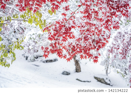 札幌市天神山綠地,白雪皚皚的野村楓樹 札幌市天神山綠地,白雪皚皚的野村楓樹 142134222