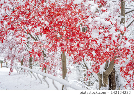 札幌市天神山綠地,白雪皚皚的野村楓樹 札幌市天神山綠地,白雪皚皚的野村楓樹 142134223