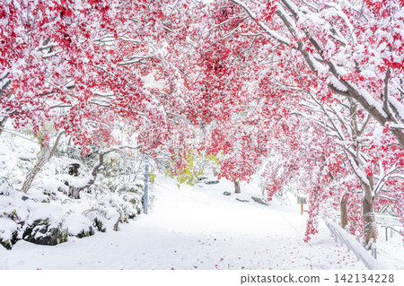 札幌市天神山綠地,白雪皚皚的野村楓樹 札幌市天神山綠地,白雪皚皚的野村楓樹 142134228