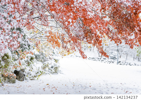 札幌市天神山綠地,秋葉被白雪覆蓋 札幌市天神山綠地,秋葉被白雪覆蓋 142134237