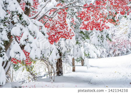 札幌市天神山綠地,白雪皚皚的野村楓樹 札幌市天神山綠地,白雪皚皚的野村楓樹 142134238