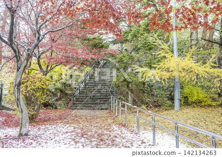札幌市天神山綠地，白雪皚皚的野村楓樹 142134263