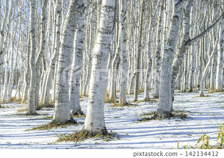 Birch forest in early winter, Moerenuma Park, Sapporo City Birch forest in early winter, Moerenuma Park, Sapporo City 142134412