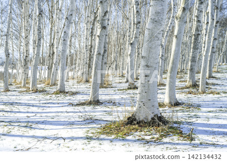 Birch forest in early winter, Moerenuma Park, Sapporo City Birch forest in early winter, Moerenuma Park, Sapporo City 142134432