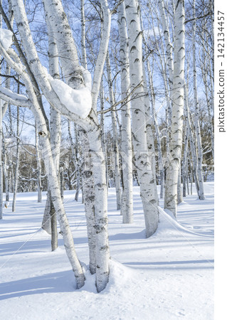 Winter birch forest, Makomanai Park, Sapporo Winter birch forest, Makomanai Park, Sapporo 142134457