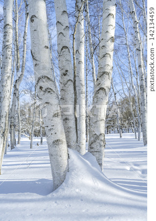Winter birch forest, Makomanai Park, Sapporo Winter birch forest, Makomanai Park, Sapporo 142134459