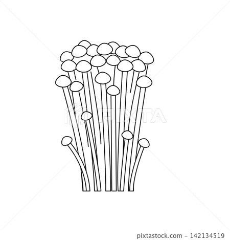 黑白金針菇及其他秋季蘑菇食材的線條畫。 黑白金針菇及其他秋季蘑菇食材的線條畫。 142134519