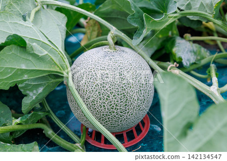Melon field near harvest Melon field near harvest 142134547
