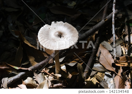 mushroom mushroom 142134548