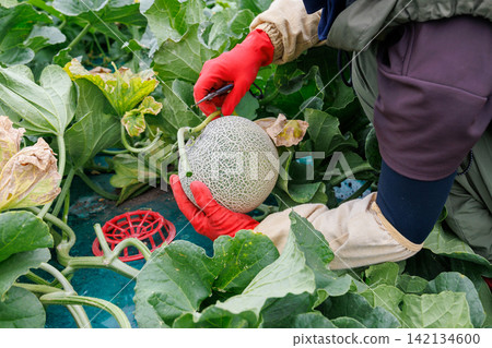 People harvesting melons People harvesting melons 142134600