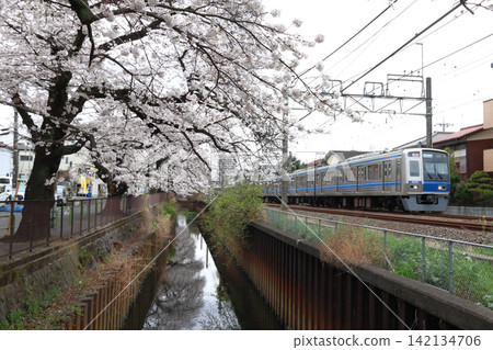 西武新宿線 6000 系列列車沿著石神井川春天的櫻花樹(東京都練馬區) 西武新宿線 6000 系列列車沿著石神井川春天的櫻花樹(東京都練馬區) 142134706