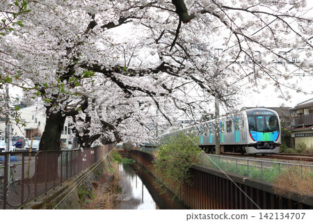 Seibu Shinjuku Line 40000 series train running along the cherry blossom line of Shakujii River in spring (Nerima, Tokyo) Seibu Shinjuku Line 40000 series train running along the cherry blossom line of Shakujii River in spring (Nerima, Tokyo) 142134707