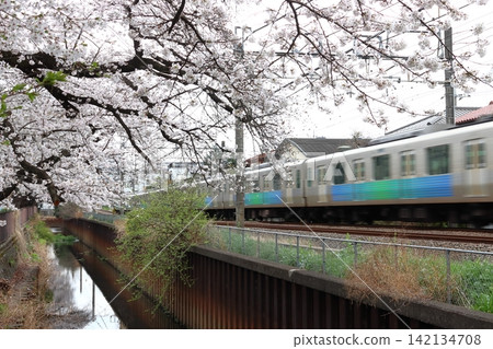 Seibu Shinjuku Line 30000 series train running along the cherry blossom line of Shakujii River in spring (Nerima, Tokyo) Seibu Shinjuku Line 30000 series train running along the cherry blossom line of Shakujii River in spring (Nerima, Tokyo) 142134708